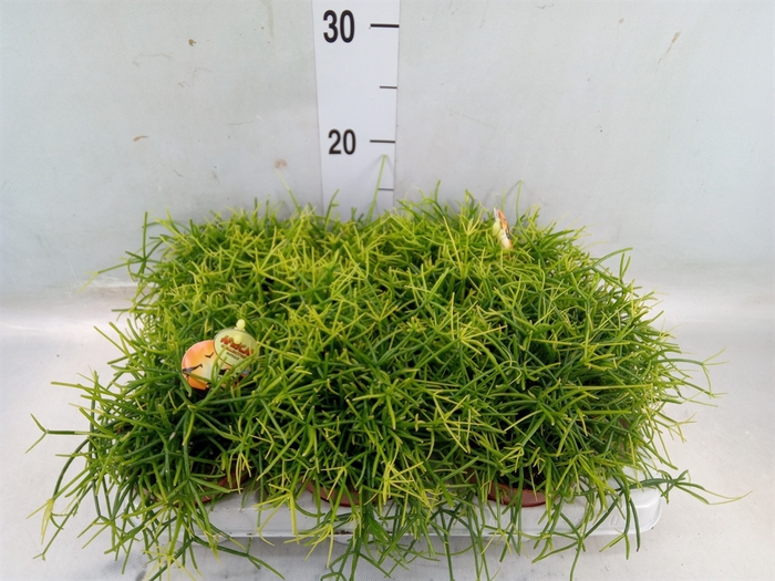 <h4>Rhipsalis cassutha</h4>