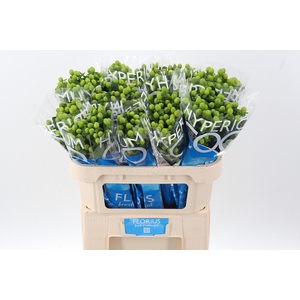 Hyp Coco Bamboo