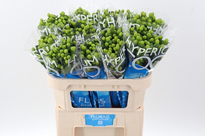 <h4>Hyp Coco Bamboo</h4>