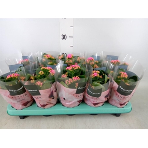 Kalanchoe blos. 'Serenity Pink'