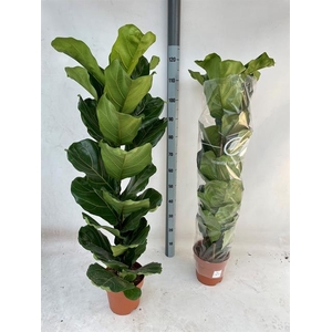 Ficus Lyrata 21Ø 130cm 1pp