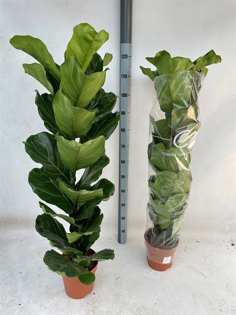 Ficus Lyrata 21Ø 130cm 1pp