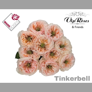 R GR TINKERBELL!