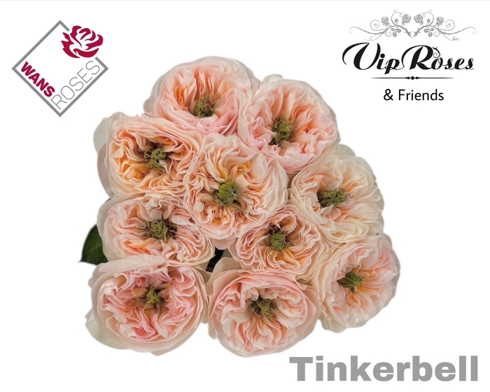 <h4>R GR TINKERBELL!</h4>