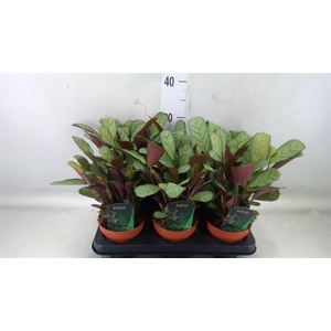 Ctenanthe burle-marxii 'Amagris'