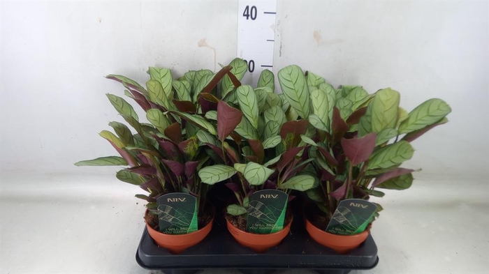 <h4>Ctenanthe burle-marxii 'Amagris'</h4>