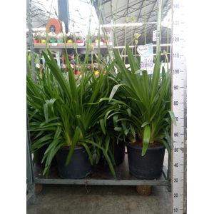 Agapanthus  'Big Blue'