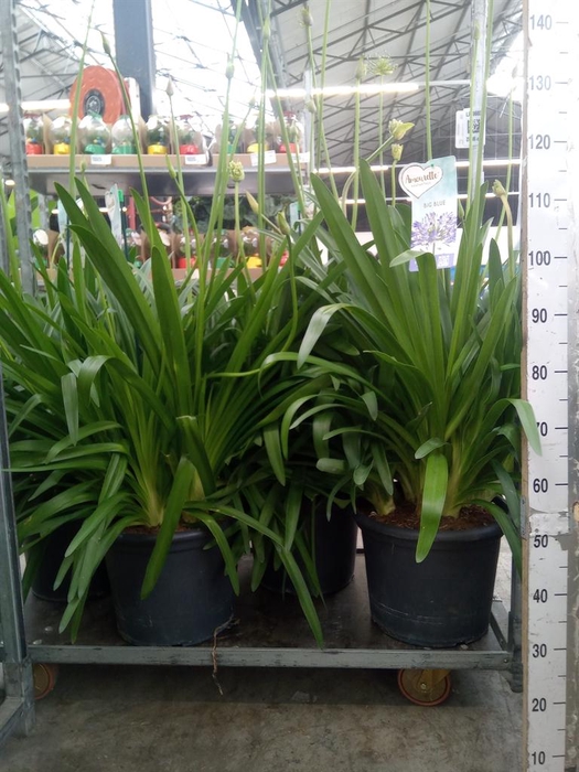 <h4>Agapanthus  'Big Blue'</h4>