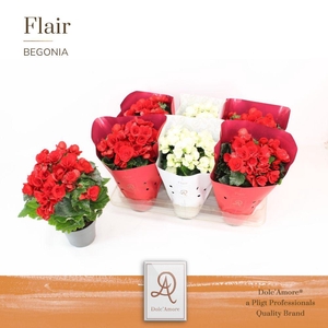 Begonia Roma Mix P14 Dolc'Amore® Flair met Glitters