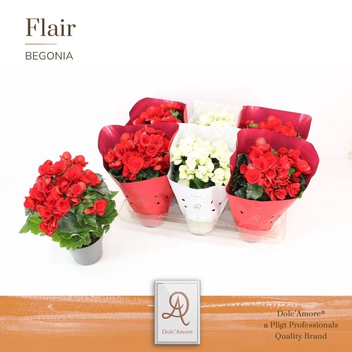<h4>Begonia Roma Mix P14 Dolc'Amore® Flair met Glitters</h4>