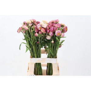 Helichrysum Candy Mix 70cm