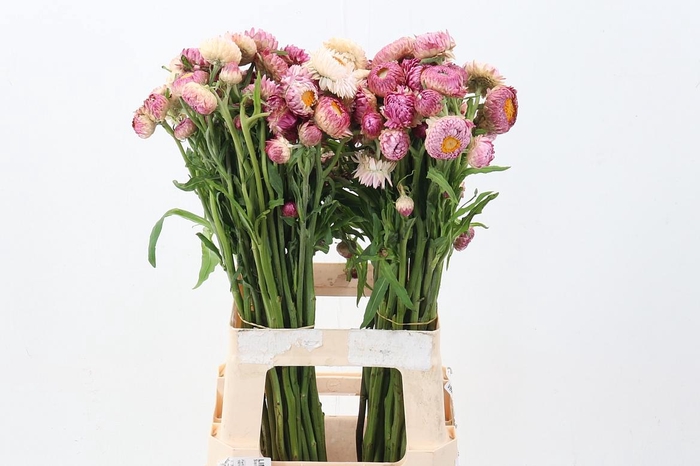 <h4>Helichrysum Candy Mix 70cm</h4>