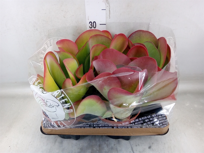 <h4>Kalanchoe NF thyrsiflora</h4>