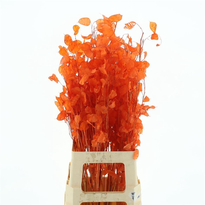 <h4>Dried Lunaria Bleached Dark Orange Bs</h4>