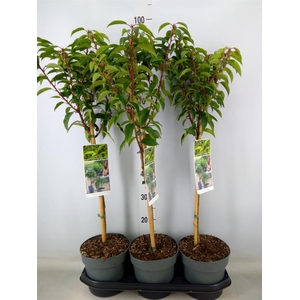 Prunus lusit. 'Angustifolia'