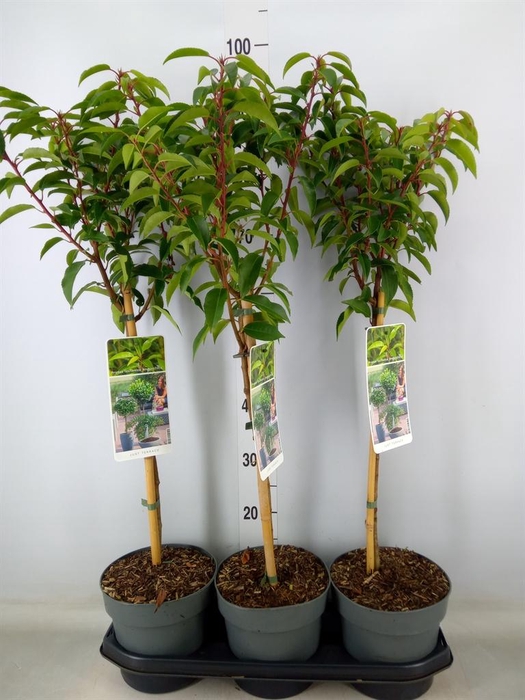 <h4>Prunus lusit. 'Angustifolia'</h4>