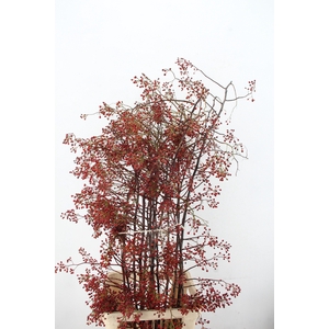 ROSA MULTI FLORA 160CM