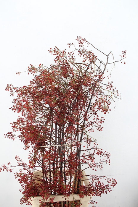 <h4>ROSA MULTI FLORA 160CM</h4>