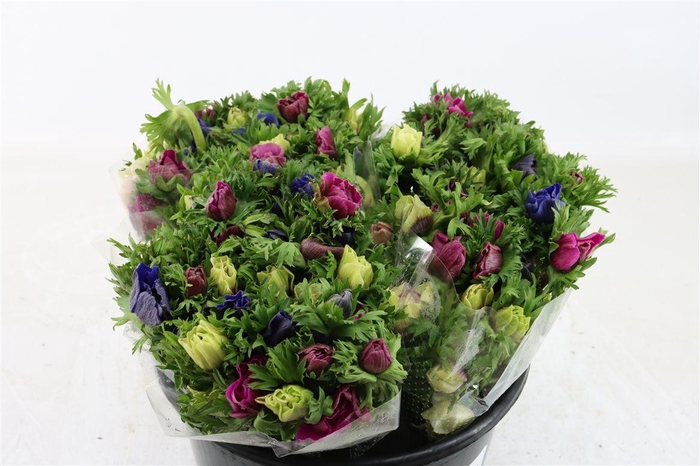 <h4>Anem Marianne Mixed</h4>