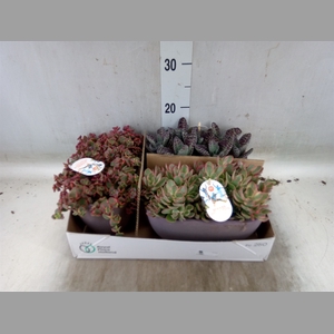 Succulents   ...