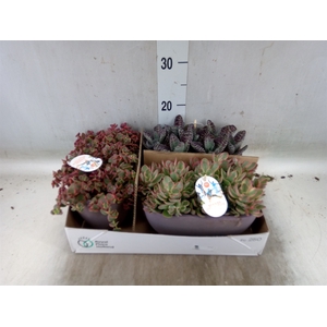 Succulents   ...