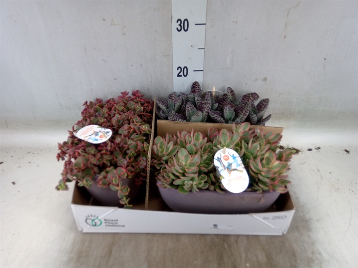 <h4>Succulents   ...</h4>