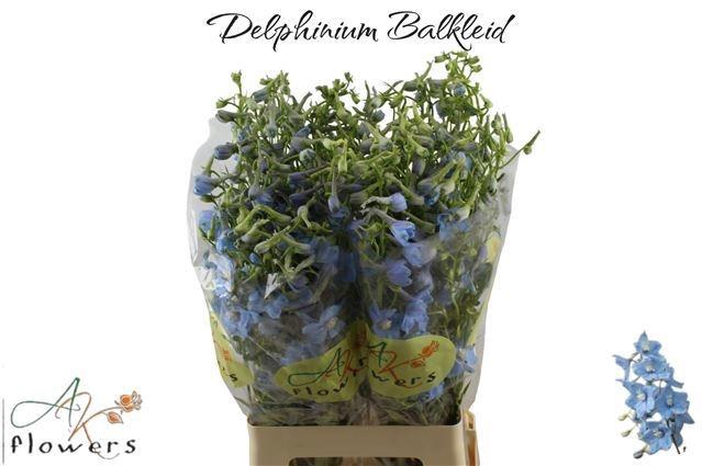 <h4>DELPH EN BALLKLEID</h4>
