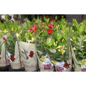 DIPLADENIA PICOLI P14 VARIADO