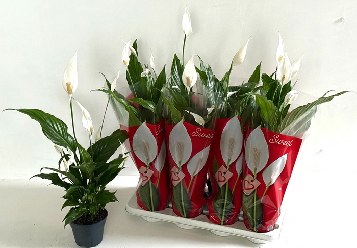 <h4>SPATH SWEET CHICO</h4>