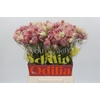 Blushing Bride Pink 2/5 Flowers
