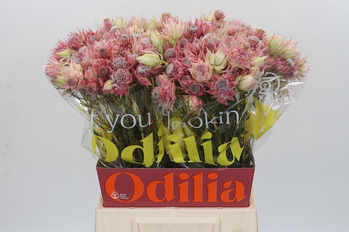 <h4>Blushing Bride Pink 2/5 Flowers</h4>