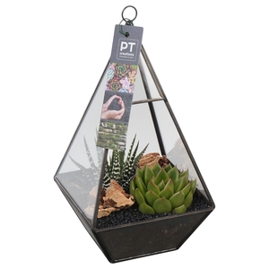PTSU8401 Arrangement Succulenten in glazen driehoek