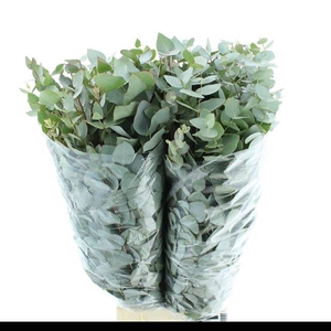 EUC CINEREA PER BOS