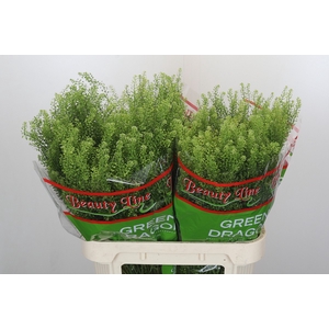 Lepidium Green Dragon