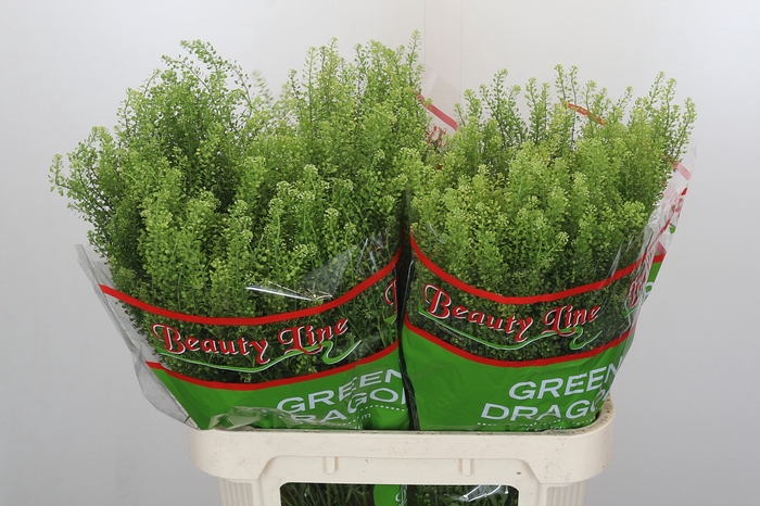 <h4>Lepidium Green Dragon</h4>