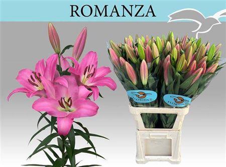 <h4>Li Ot Romanza 5+</h4>