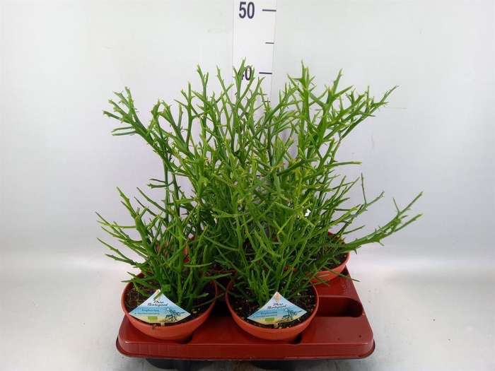 <h4>Euphorbia   ...</h4>