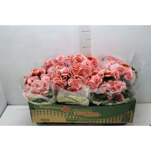 BEGONIA BORIAS P15
