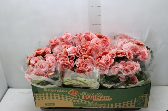 <h4>BEGONIA BORIAS P15</h4>