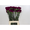 Dianthus St Yukari Violet