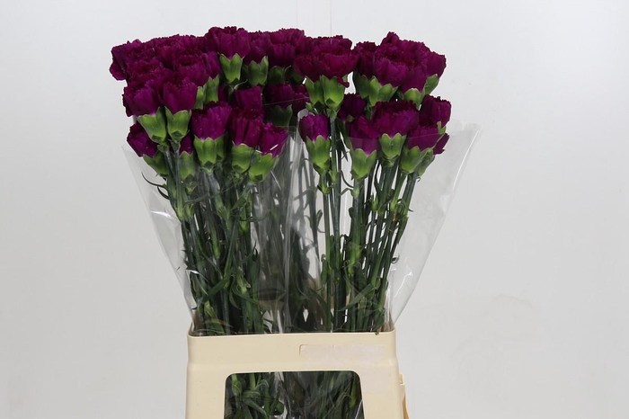 Dianthus St Yukari Violet