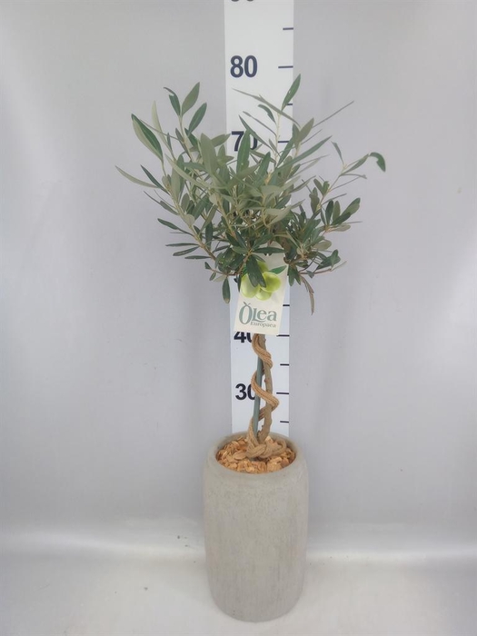 <h4>Arr.   Tuinplanten H%</h4>