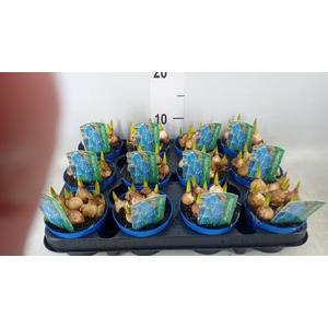 Muscari  'Magic Blue'