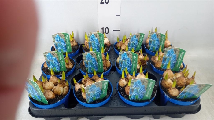 <h4>Muscari  'Magic Blue'</h4>