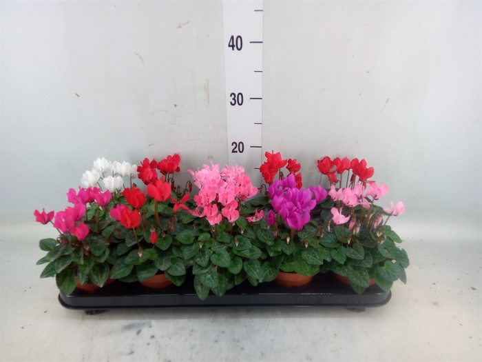 <h4>Cyclamen KL 'Verano'</h4>