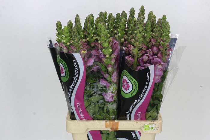 <h4>Antirrhinum Potomac Lavender</h4>