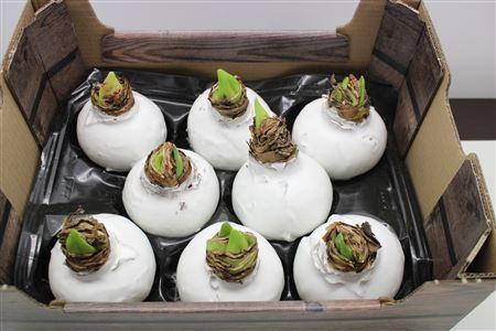 <h4>HIPPEASTRUM WAX WHITE</h4>