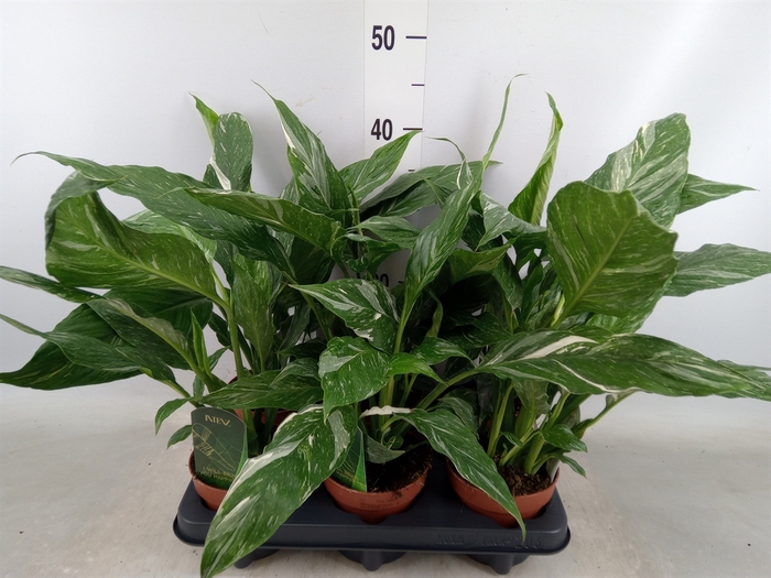 <h4>Spathiphyllum  'Diamond'</h4>