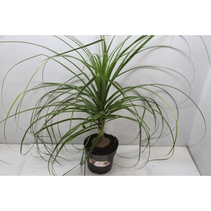 BEAUCARNEA P17