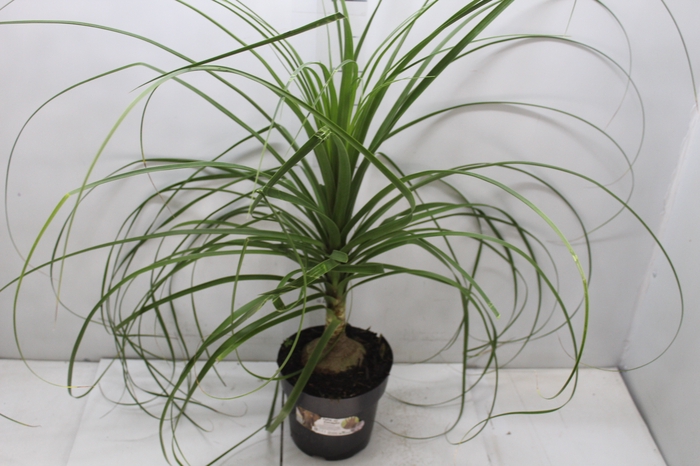 <h4>BEAUCARNEA P17</h4>
